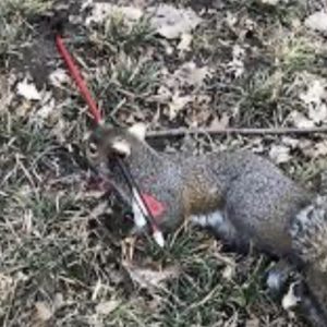 recently deceased squirrel